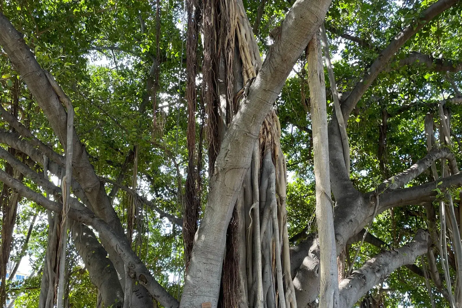 Illustration of a strangler fig tree gradually enveloping its host, used as a metaphor for incremental legacy system migration